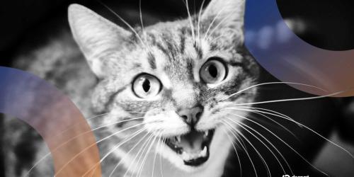 百度申请猫叫声翻译专利：AI助力跨物种沟通