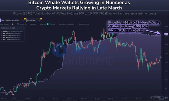 Santiment：比特币巨鲸开始重新累积BTC！山寨季无法到来是meme币影响？