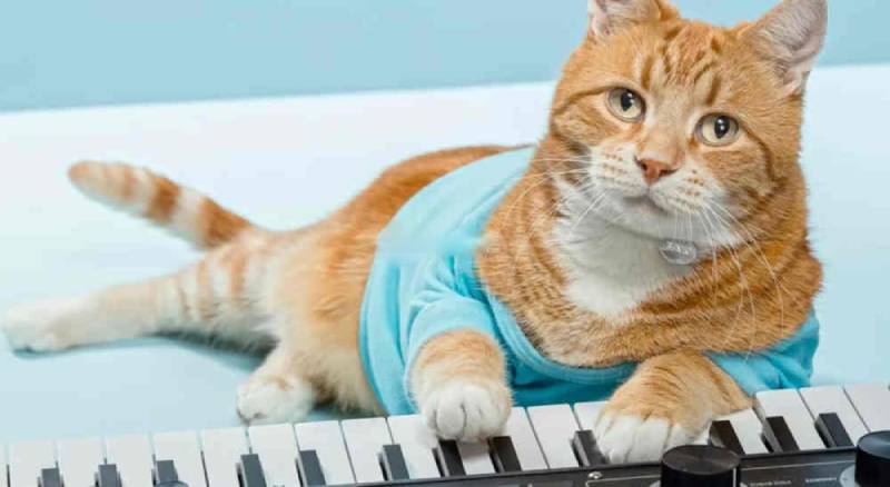 KEYCAT币价格走势图