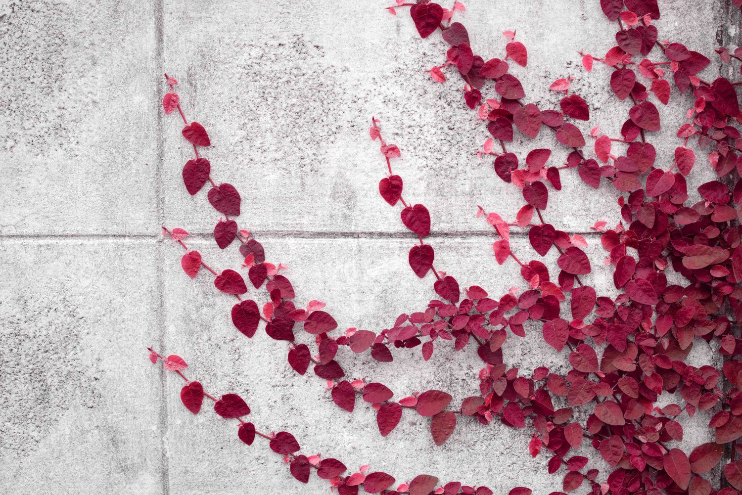 2025模因币趋势：LILPEPE能否挑战狗狗币霸主地位？