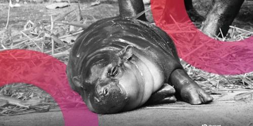 Moo Deng一岁生日引爆模因币热潮：Solana代币市值飙至1.83亿美元