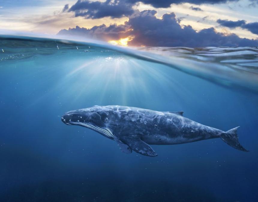 获得鲸鱼地位：3 种山寨币将在 2025 年超越 SHIB 和 XRP