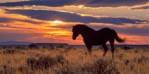 怀俄明州稳定币FRNT上线7大链，成美国首个州级数字资产新里程碑