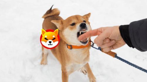 柴犬币SHIB为何从巅峰跌落？背后原因深度解析