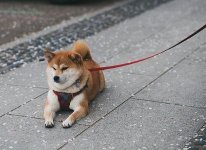 美国首只狗狗币ETF上市，DOJE代码正式交易