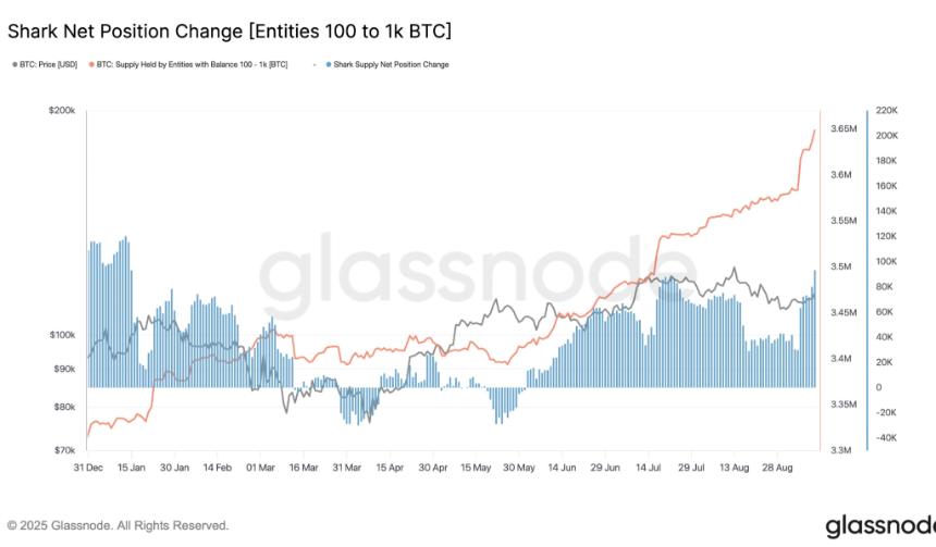  比特币鲨鱼正在大量囤币——这对比特币价格意味着什么 