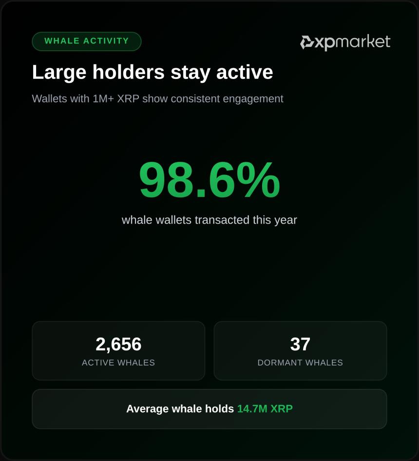 XRP Ledger Whale Wallet Activity XPMarket