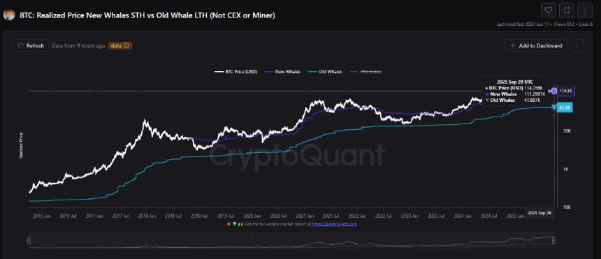 比特币市场动态：LTH鲸鱼的稳健积累与STH鲸鱼的激进行为对比