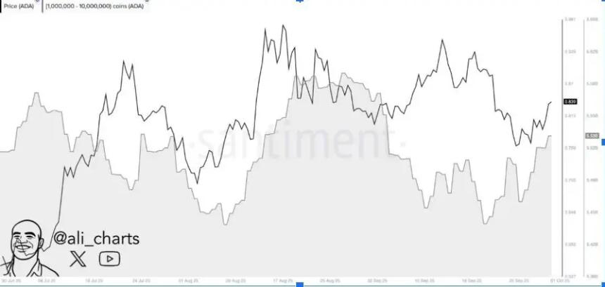 卡尔达诺（ADA）鲸鱼增持趋势