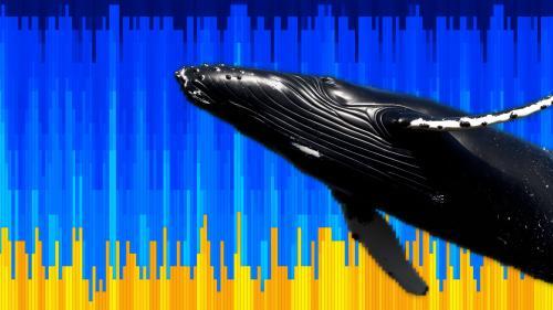 比特币突破历史新高 短期持有者账面利润达101亿美元