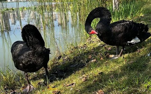 10·11币圈黑天鹅：192亿清算创纪录，特朗普关税引爆市场波动