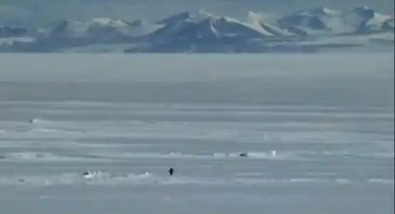 情绪meme+特朗普加持，尼采企鹅币一周暴涨6000倍