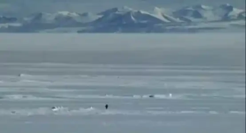 尼采企鹅一周6000倍：Solana meme币重铸荣光？