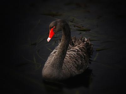 黄金与白银在加密货币动荡中展现避险韧性